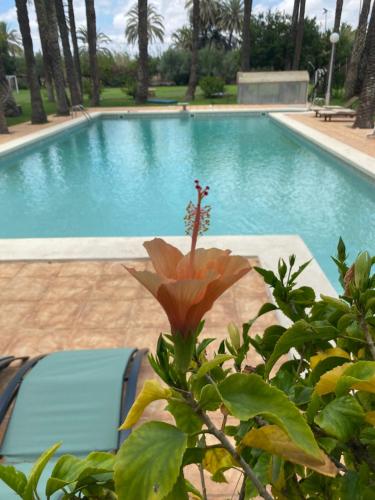 una gran piscina con una flor frente a ella en Pink Lemon House en Elche