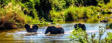 Hoteli v bližini znamenitosti rezervat Olifants West