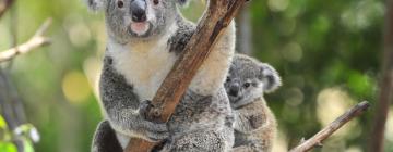 Hótel nærri kennileitinu Australia Zoo-dýragarðurinn