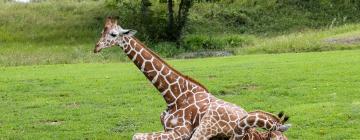 拉貝河畔杜武洛夫國王動物園（ZOO Dvůr Králové nad Labem）附近的飯店