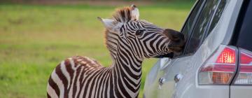 Khách sạn gần Vườn thú African Lion Safari