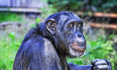 Zábavný a zoologický park Furuvik – hotely v okolí