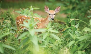 Khách sạn gần Vườn thú Parc Omega