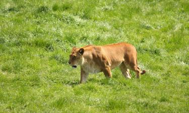 Blair Drummond Safari Park: hotel