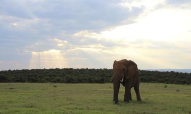 فنادق بالقرب من Addo Elephant National Park