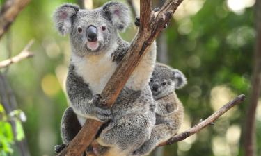 Hoteller i nærheden af Australia Zoo