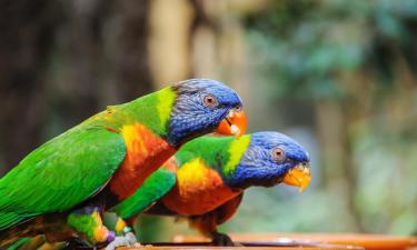 Viesnīcas netālu no apskates objekta zooloģiskais dārzs Parc des Oiseaux