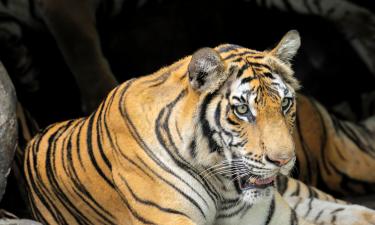 グランビー動物園周辺のホテル