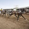 Viesnīcas netālu no apskates objekta rodeo festivāla Calgary Stampede norises vieta