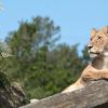 克里斯蒂安桑動物園 & 主題樂園（Kristiansand Zoo and Amusement Park）附近的飯店