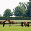 Hótel nærri kennileitinu Newmarket Racecourse-kappreiðabrautin