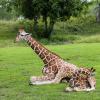 拉貝河畔杜武洛夫國王動物園（ZOO Dvůr Králové nad Labem）附近的飯店