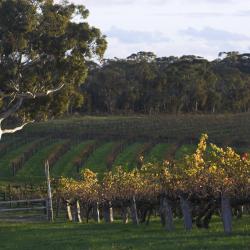 Valle de Barossa