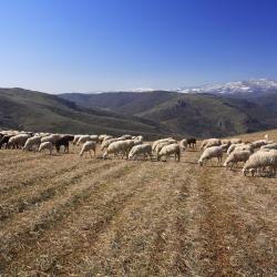 Trás-os-Montes et Haut Douro