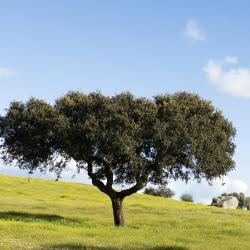 Alentejo 1692 Rentas vacacionales