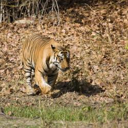 Madhya Pradesh 12 luksusowych kempingów