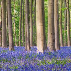 Walloon Brabant 132 aluguéis de temporada