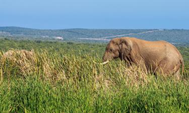 Smáhýsi á svæðinu Addo Elephant Park