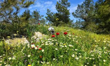 Hotellid regioonis North District Israel