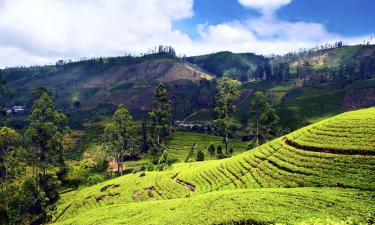 Hôtels dans cette région : District de Nuwara Eliya