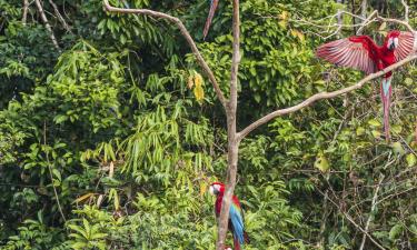 ที่พักให้เช่าติดทะเลในAmazon Jungle