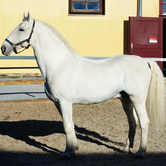 Ferma de cai Piber Lipizzaner