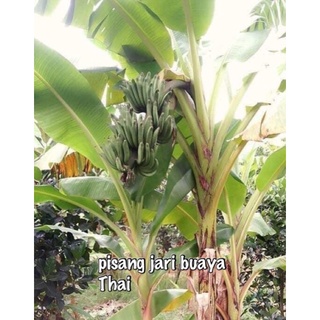 Pisang kerang