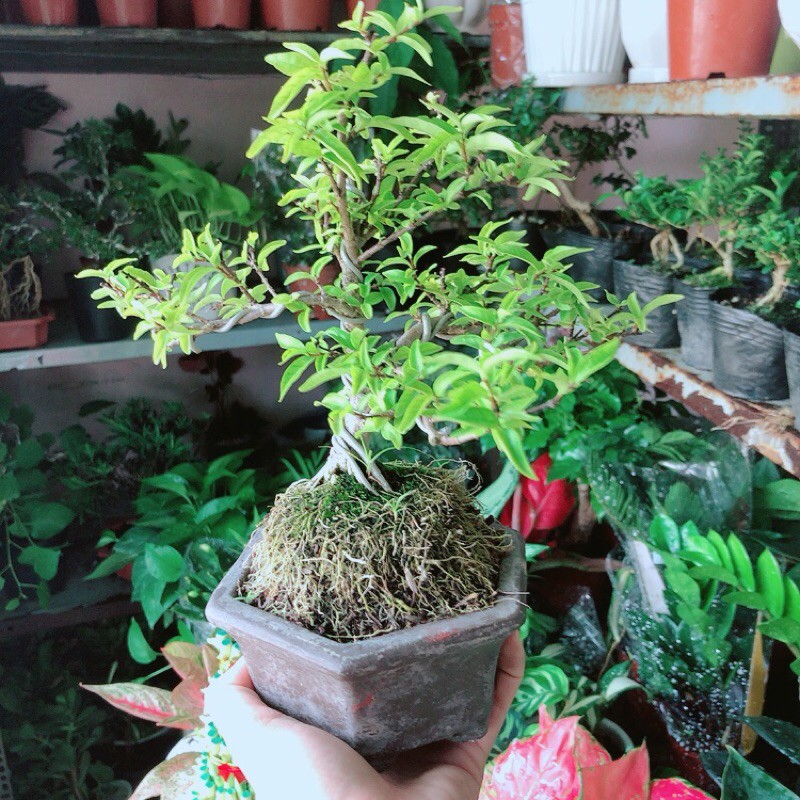 Chậu Mai Chiếu Thuỷ Bonsai