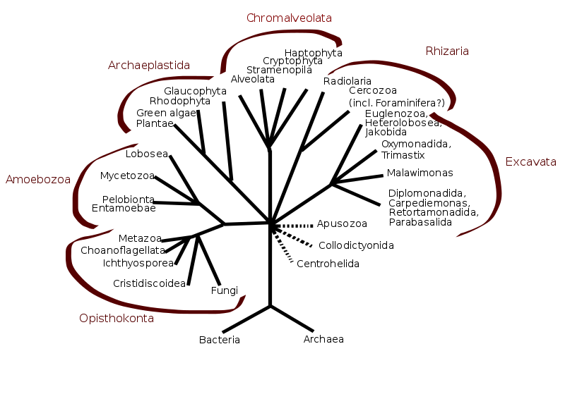 fungi classification chart modern