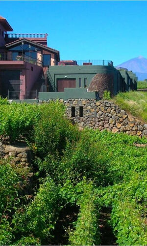 Bodegas Monje: Visita a la bodega + Cata de vinos