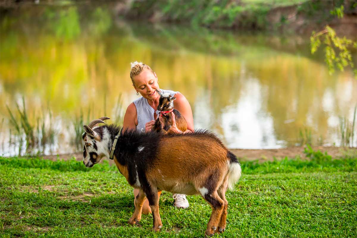 goats at a goatel