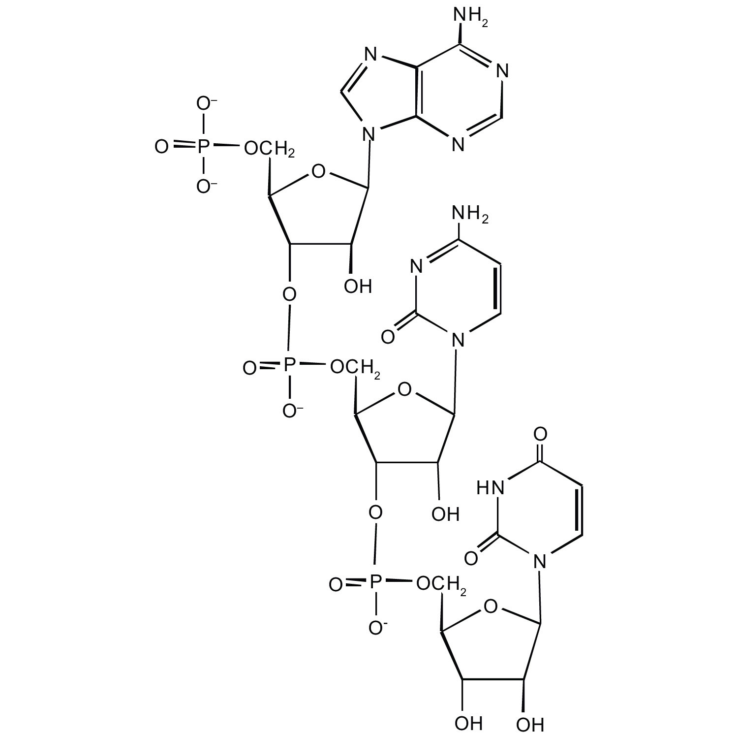 Basic Structure Of Nucleic Acid