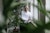 Businessman taking a break, looking out of window from an office with various plants.