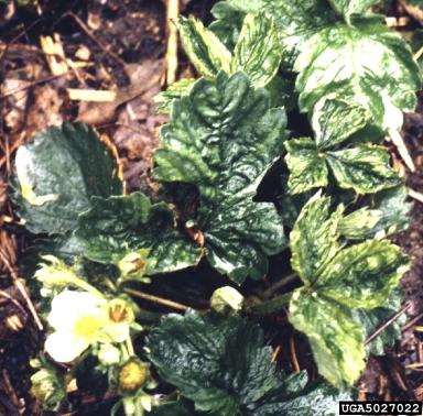 cyclamen mite damage