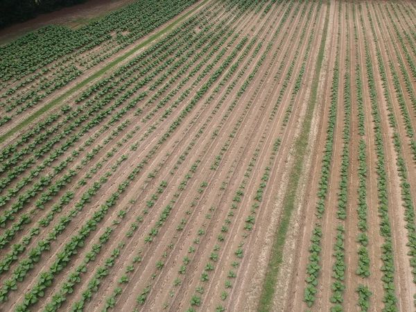 Disease patches in tobacco field