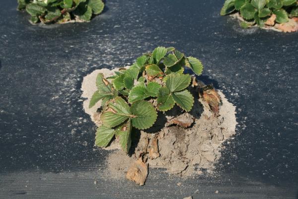 Strawberry plant surrounded by red imported fire ant mound.