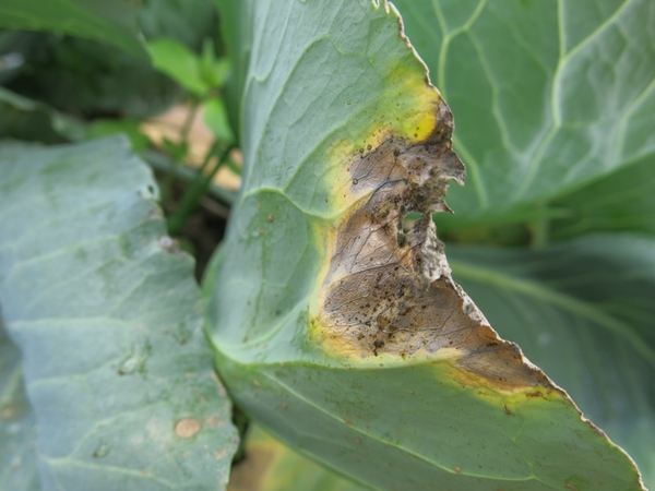 Black rot lesions and blackened veins on a Brassica sp.