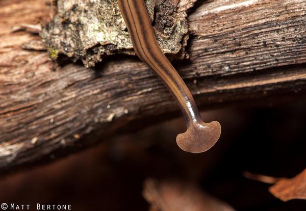 Close-up of the head of a Bipalium kewense