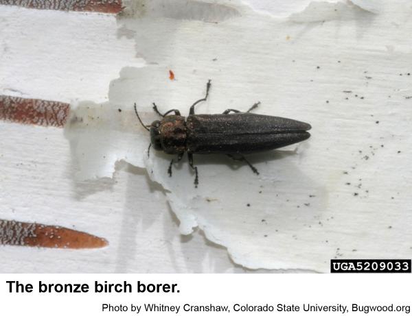 bronze birch borer