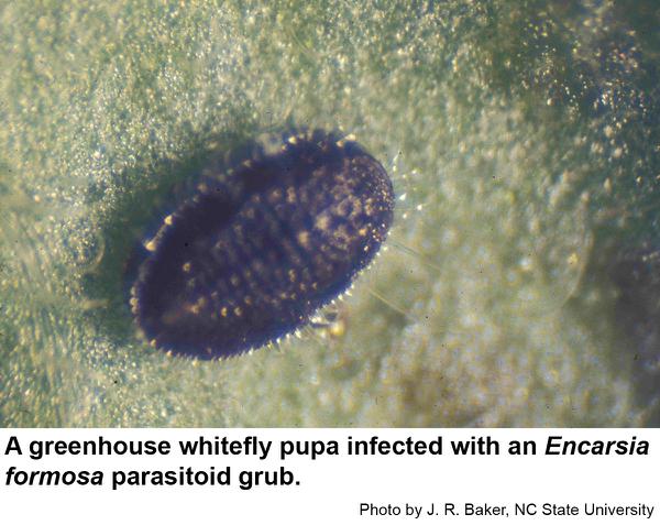 Greenhouse whitefly nymphs turn black