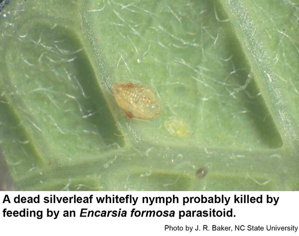 n pierce whitefly nymphs