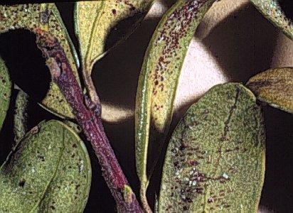 Figure 6. Leaves infested with eggs of the southern red mite.