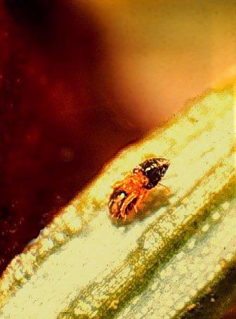 Figure 2. Adult of the spruce spider mite.