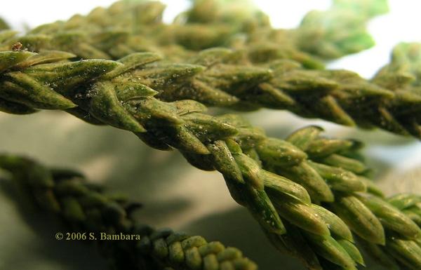 Figure 7. Spruce spider mite damage.