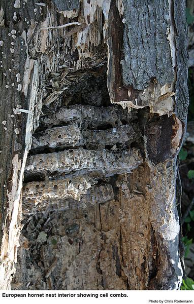 European hornet nest opened to reveal the combs in which the hor