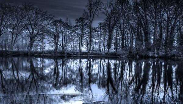 Alberi allo specchio