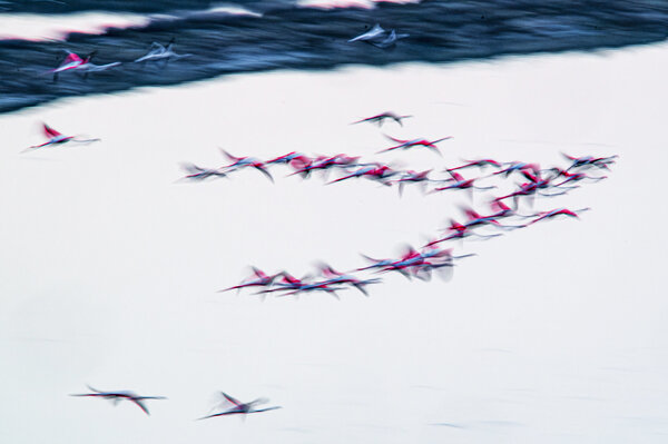 FLAMINGOS IN FLIGHT.jpg