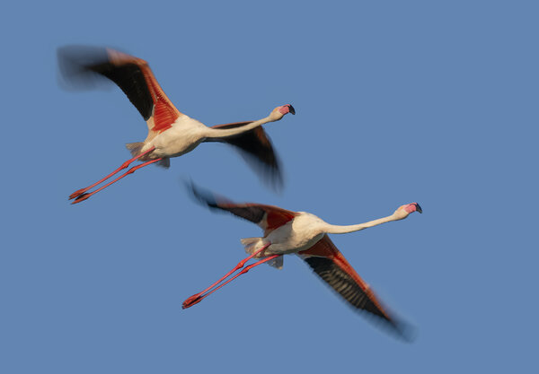 FLAMINGOS IN FLIGHT