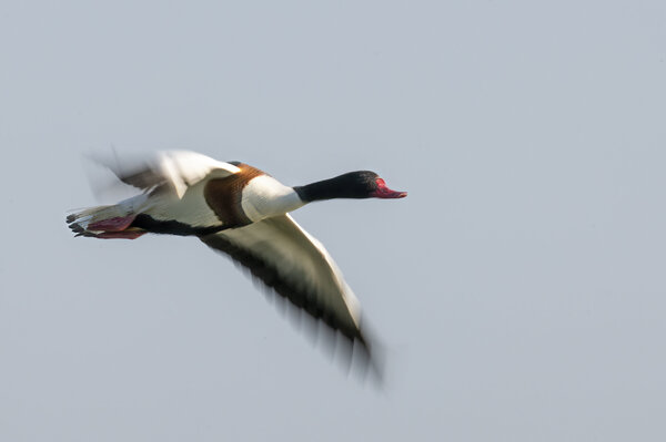 Shelduck in flight-(Tadorna tadorna).jpg