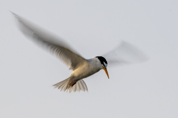 Stern (Sterna hirundo).jpg